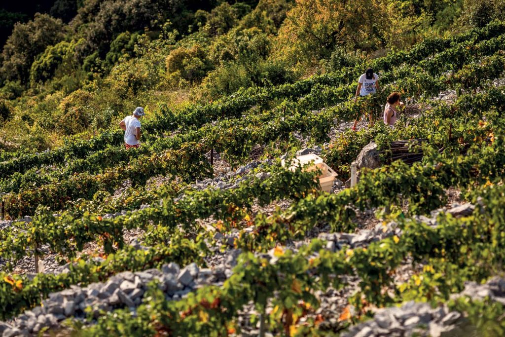 This is photo of a vineyard