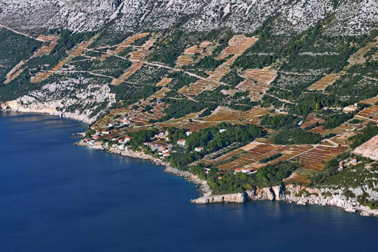 Pelješac wineyards