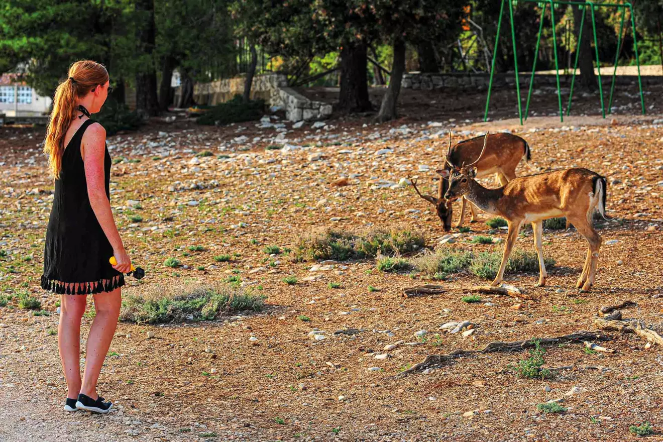 island badija deer kingdom
