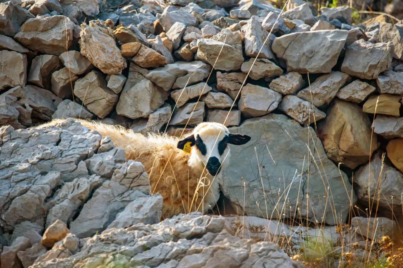 Sheep on Pag Island near a pile or structure made of drywall.