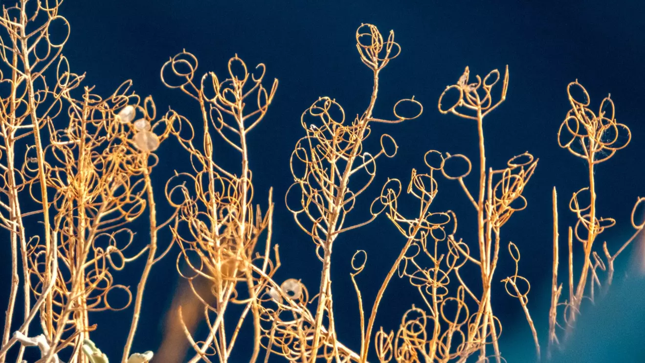 unique vegetation on palagruza island