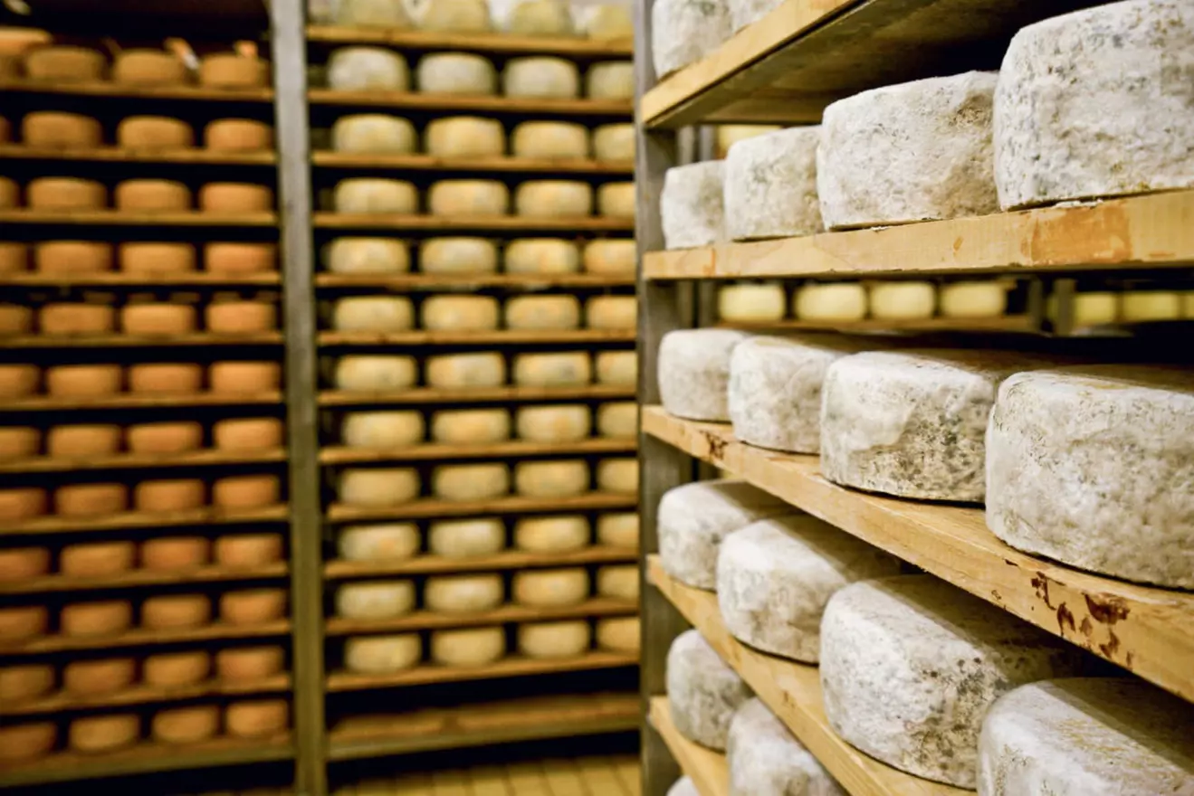 Pag Island's renowned and flavorful Pag cheese.