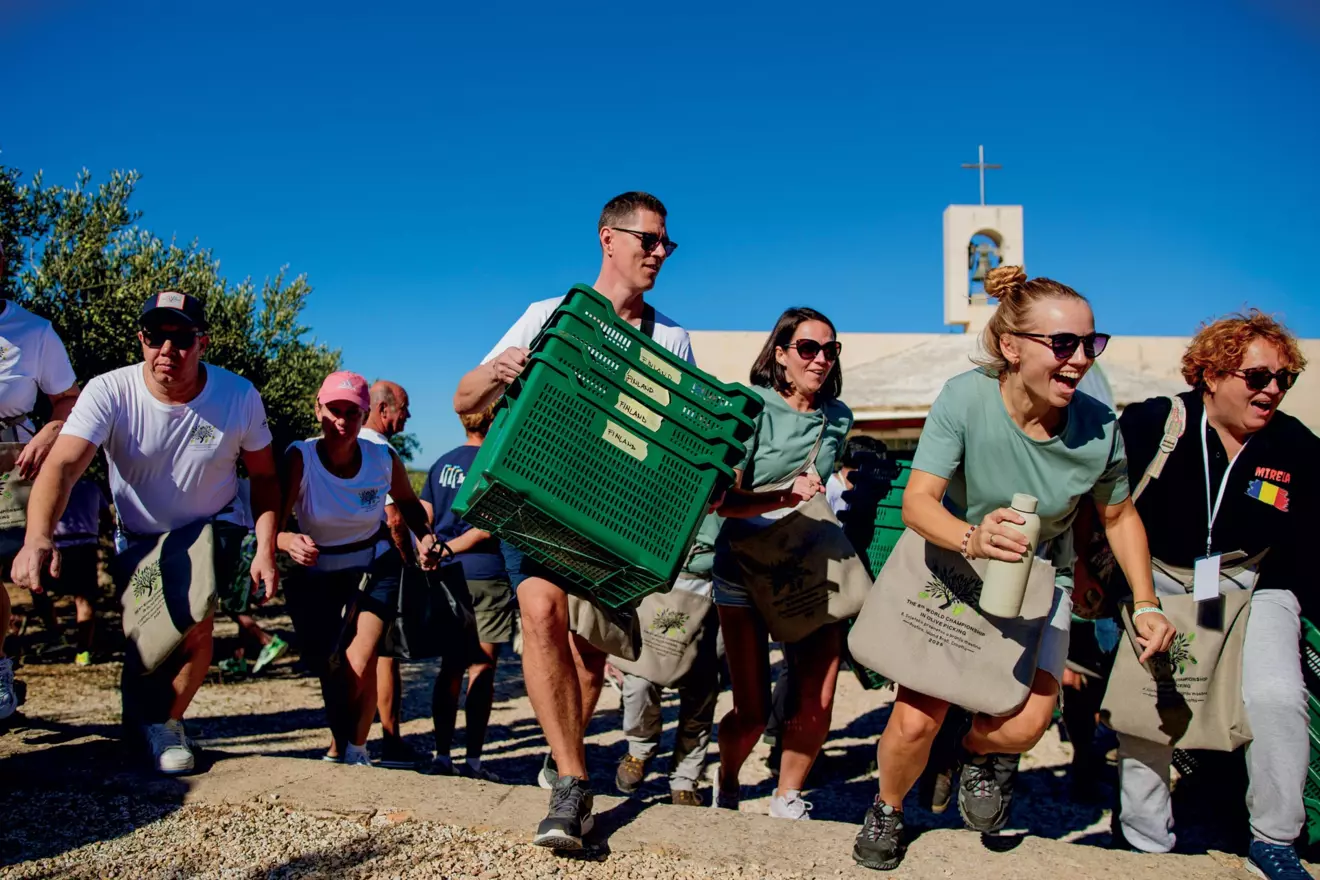 world olive picking championship, brac