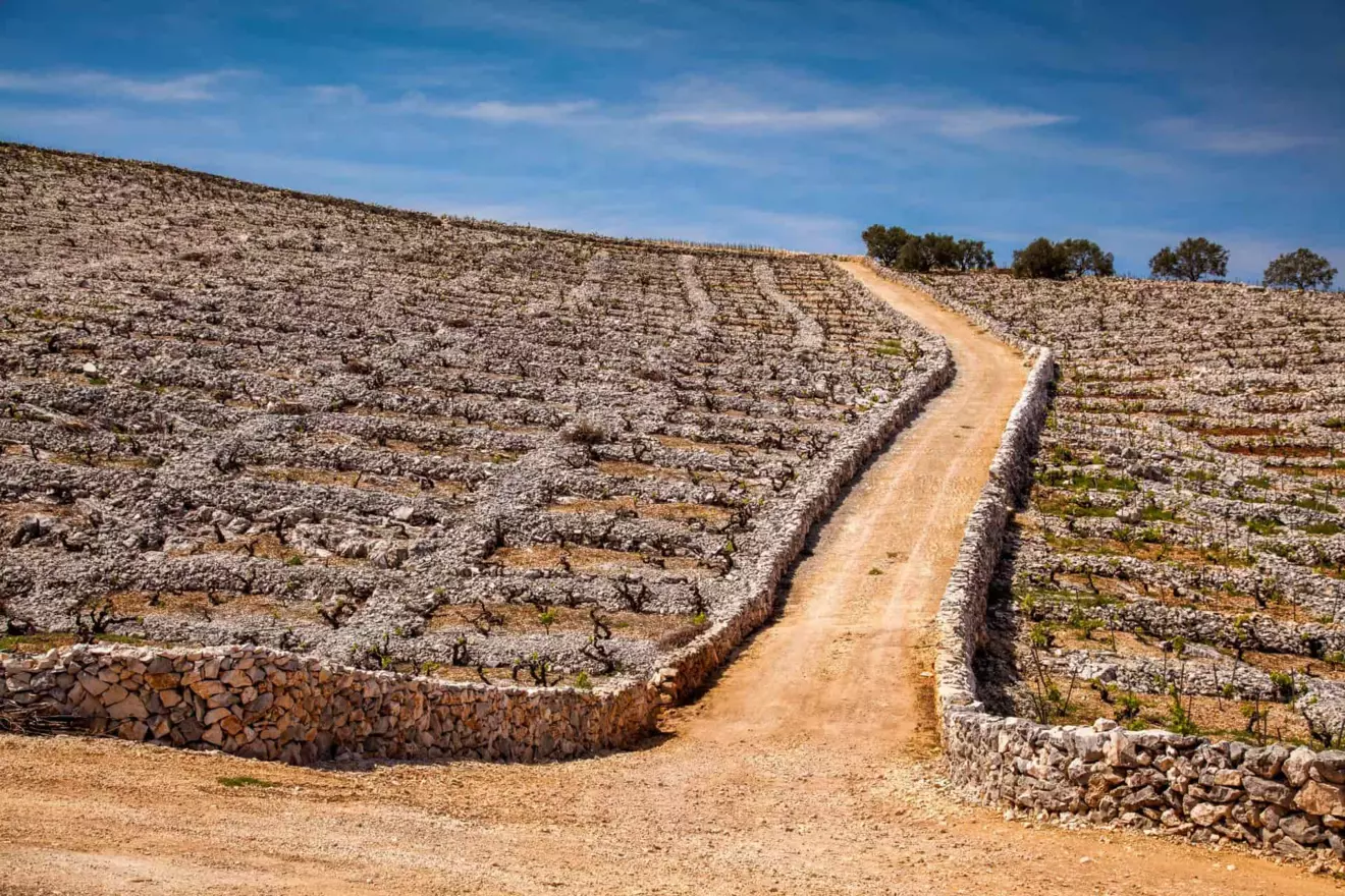 primošten wineyards