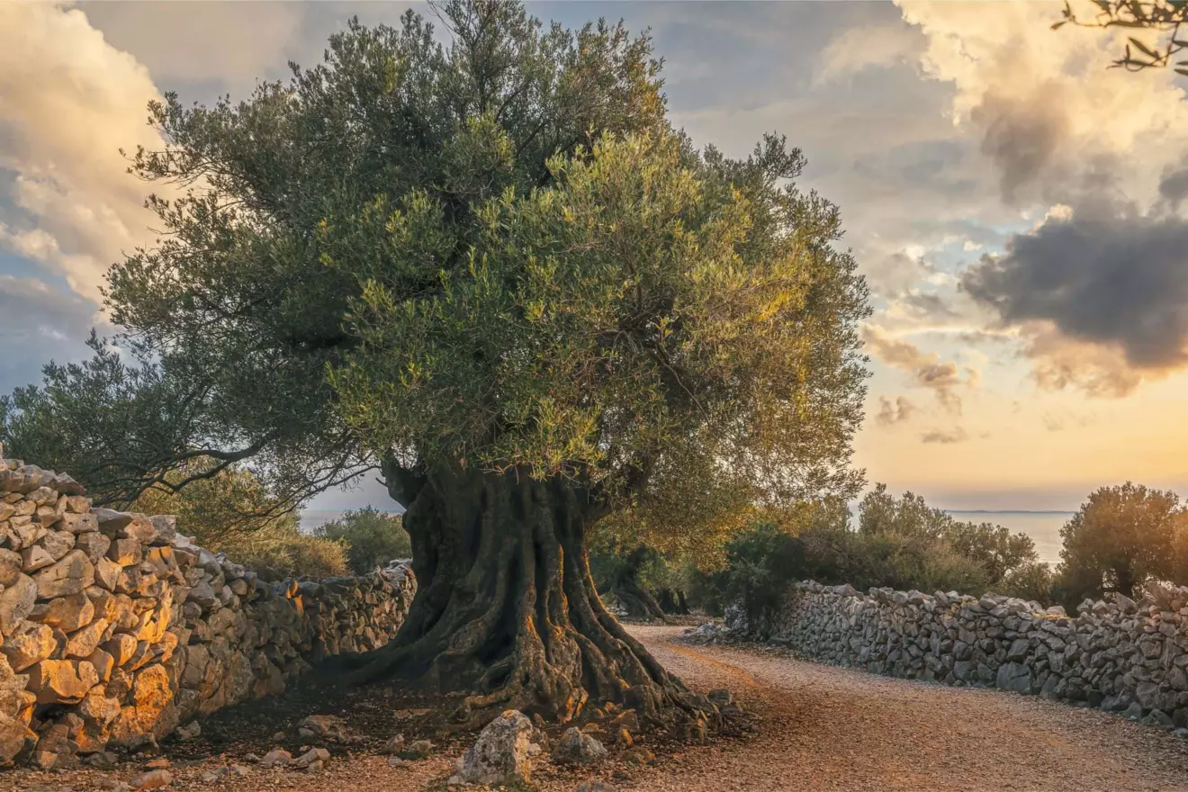 Ancient olive trees in the olive groves of Lun on Pag Island.