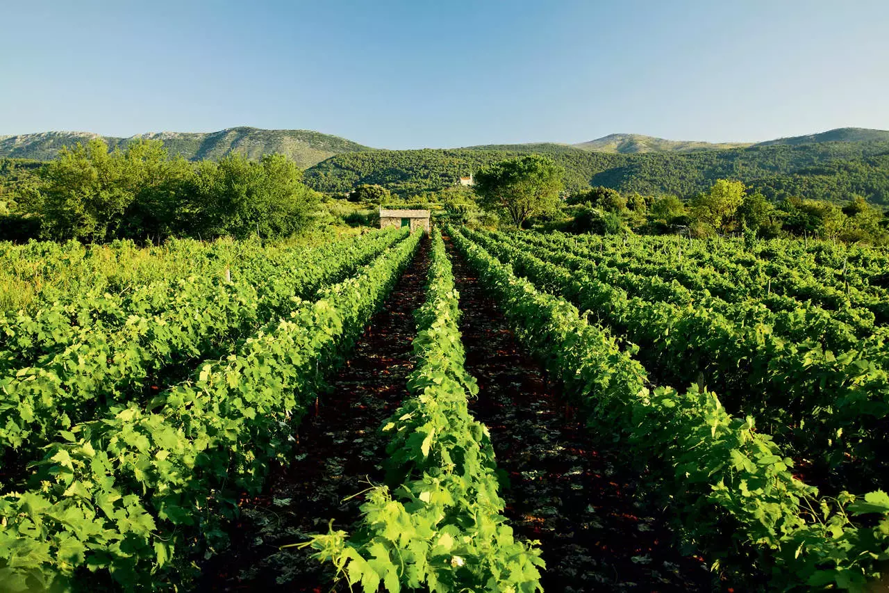 strai grad plain - wineyards.webp