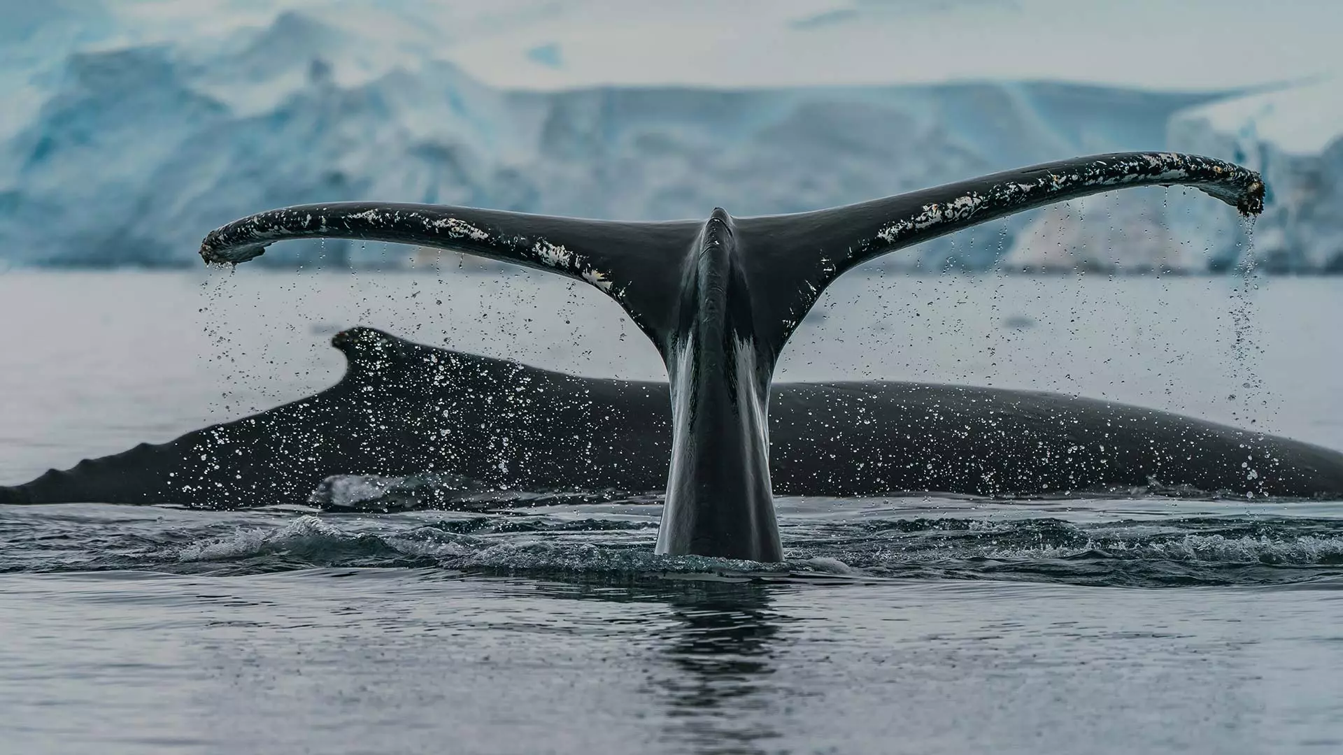 Orca Attacks Covered by Insurance