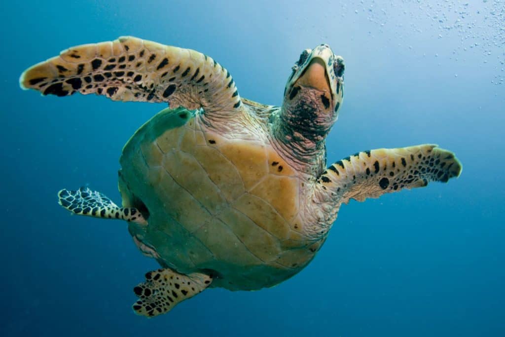 World Ocean Day Turtle 01