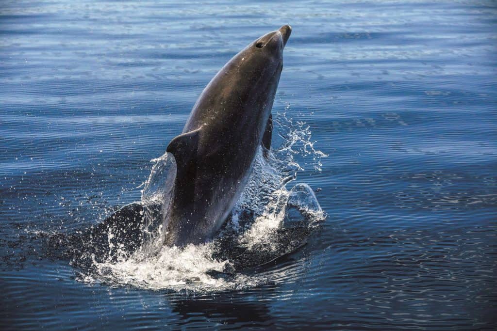 Dolphins In Croatia 01