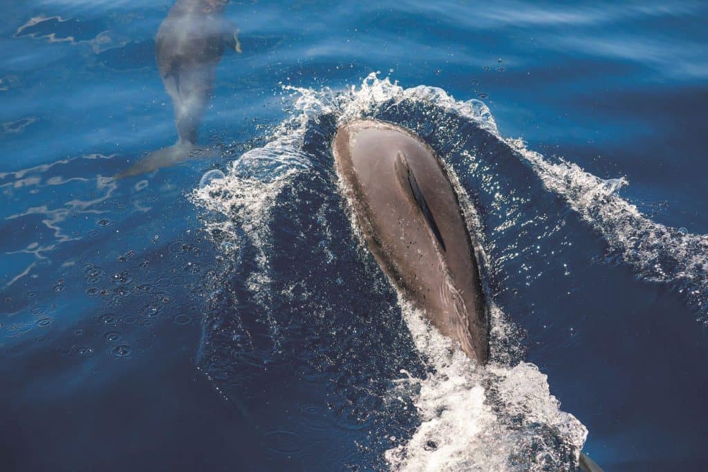Dolphins Zadar Archipelago 01