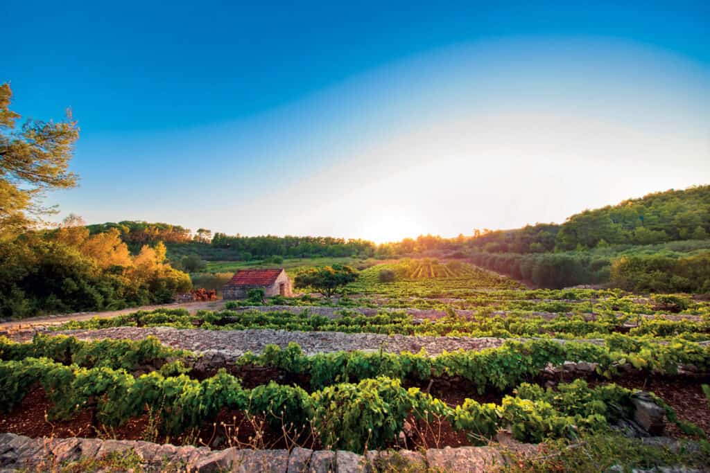 Korčula wineyard